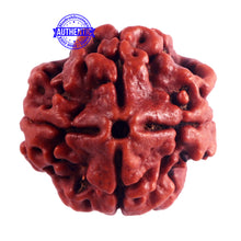 Load image into Gallery viewer, 4 Mukhi Rudraksha from Nepal - Bead No. 40
