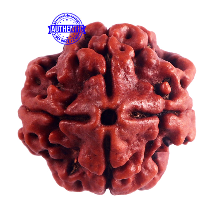 4 Mukhi Rudraksha from Nepal - Bead No. 40