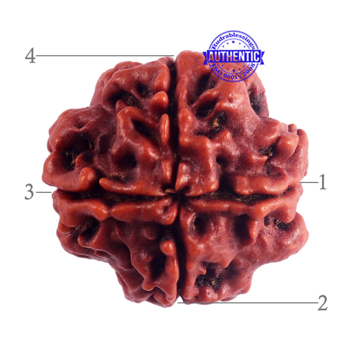 4 Mukhi Rudraksha from Nepal - Bead No. 40