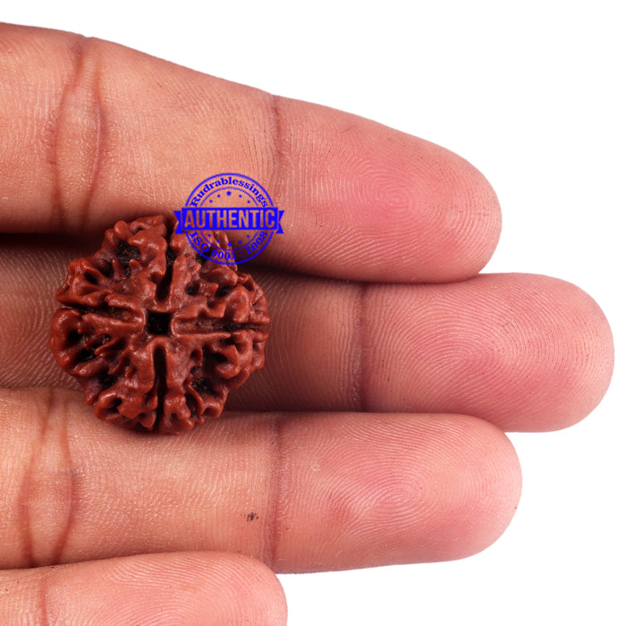 4 Mukhi Rudraksha from Nepal - Bead No. 58