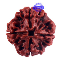 Load image into Gallery viewer, 4 Mukhi Rudraksha from Nepal - Bead No. 58
