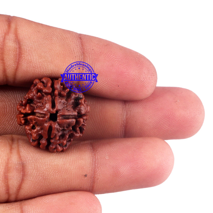 4 Mukhi Rudraksha from Nepal - Bead No. 59