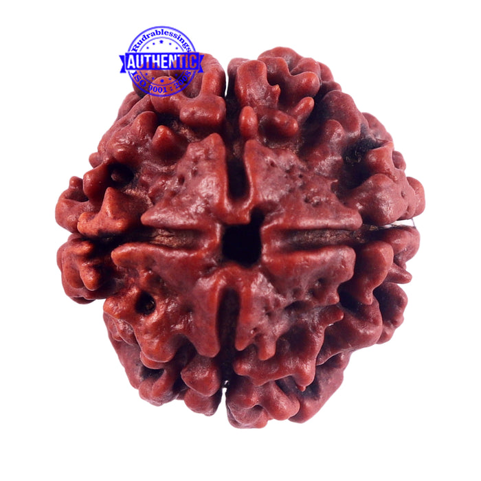 4 Mukhi Rudraksha from Nepal - Bead No. 59