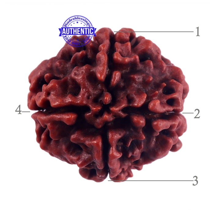 4 Mukhi Rudraksha from Nepal - Bead No. 59