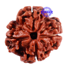 Load image into Gallery viewer, 4 Mukhi Rudraksha from Nepal - Bead No. 24
