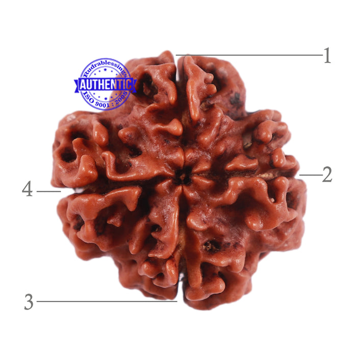 4 Mukhi Rudraksha from Nepal - Bead No. 24