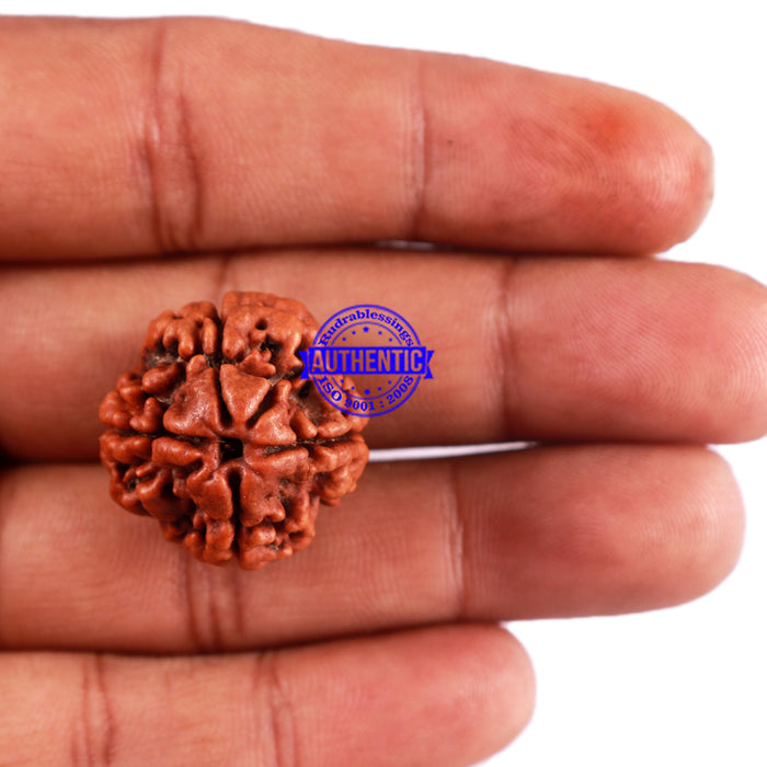4 Mukhi Rudraksha from Nepal - Bead No. 25