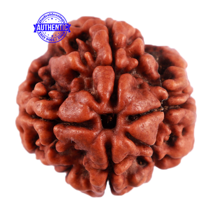 4 Mukhi Rudraksha from Nepal - Bead No. 25