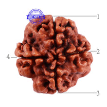 Load image into Gallery viewer, 4 Mukhi Rudraksha from Nepal - Bead No. 25
