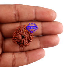 Load image into Gallery viewer, 4 Mukhi Rudraksha from Nepal - Bead No. 28
