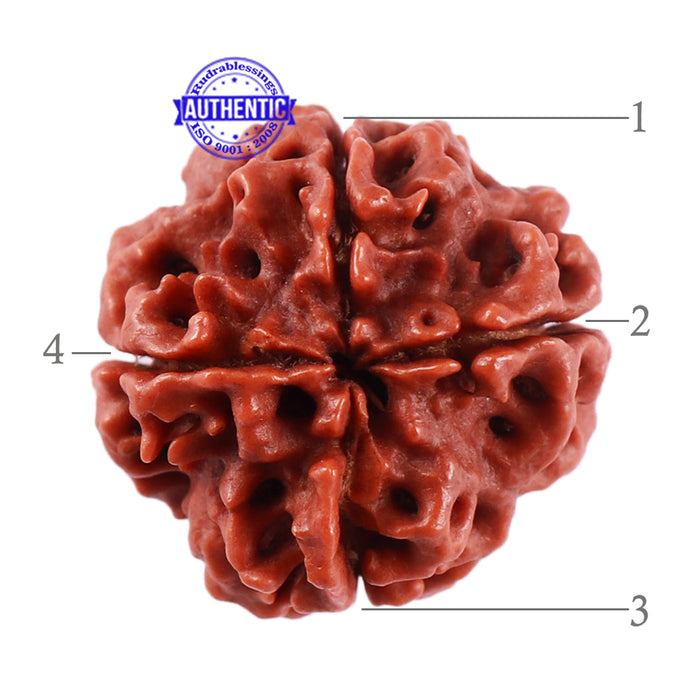 4 Mukhi Rudraksha from Nepal - Bead No. 28