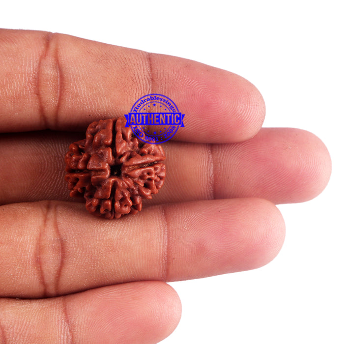 4 Mukhi Rudraksha from Nepal - Bead No. 41