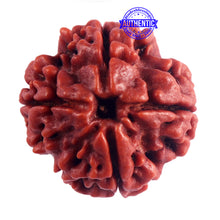 Load image into Gallery viewer, 4 Mukhi Rudraksha from Nepal - Bead No. 41
