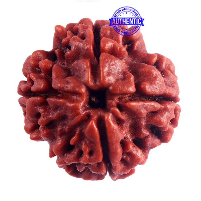 4 Mukhi Rudraksha from Nepal - Bead No. 41