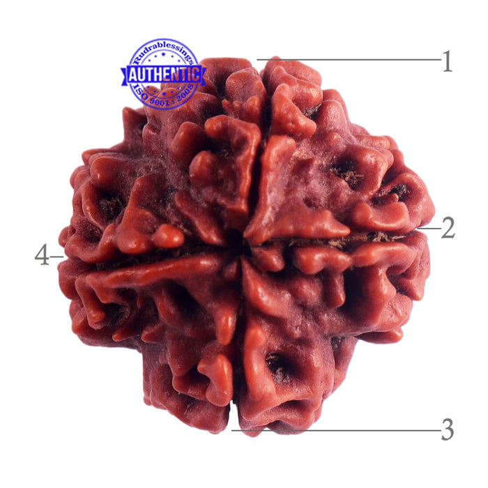 4 Mukhi Rudraksha from Nepal - Bead No. 41