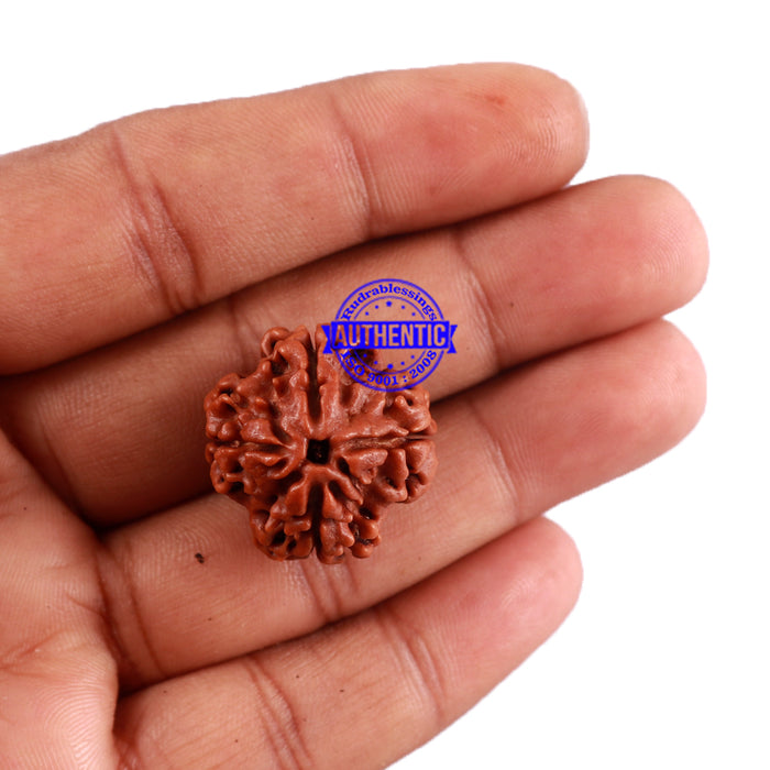 4 Mukhi Rudraksha from Nepal - Bead No. 31