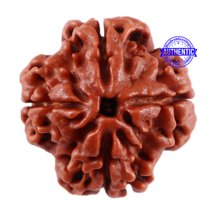 4 Mukhi Rudraksha from Nepal - Bead No. 31