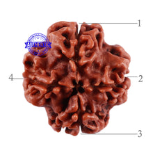 Load image into Gallery viewer, 4 Mukhi Rudraksha from Nepal - Bead No. 31
