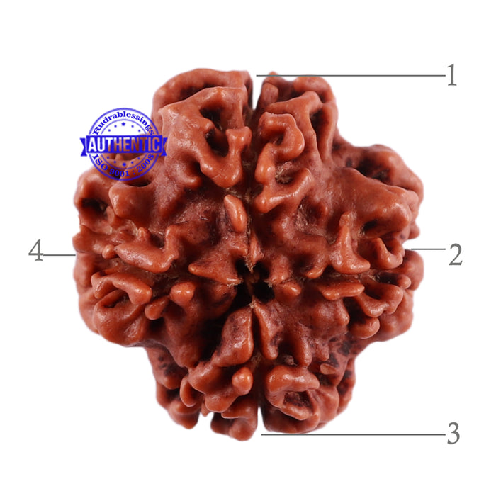 4 Mukhi Rudraksha from Nepal - Bead No. 31