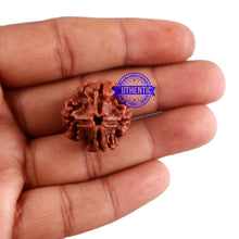 Load image into Gallery viewer, 4 Mukhi Rudraksha from Nepal - Bead No. 32
