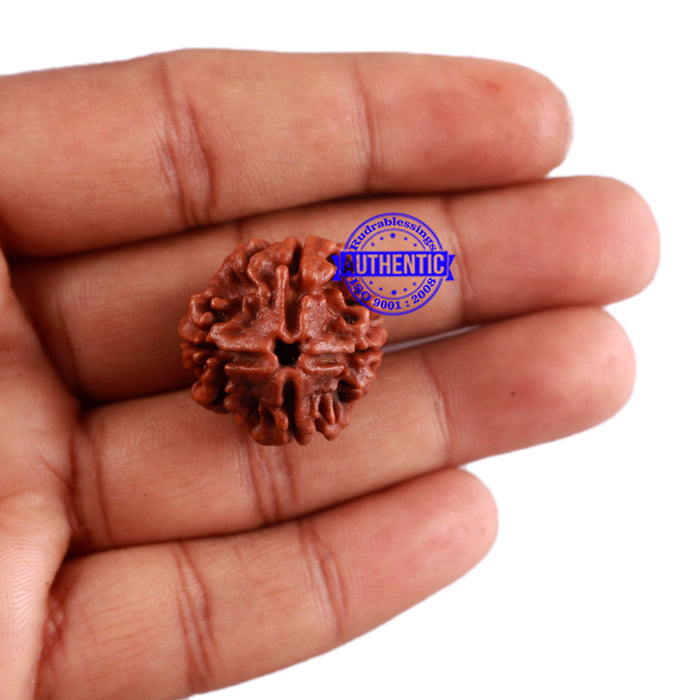 4 Mukhi Rudraksha from Nepal - Bead No. 32