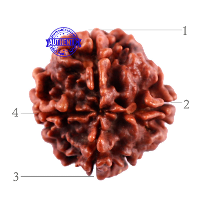 4 Mukhi Rudraksha from Nepal - Bead No. 32