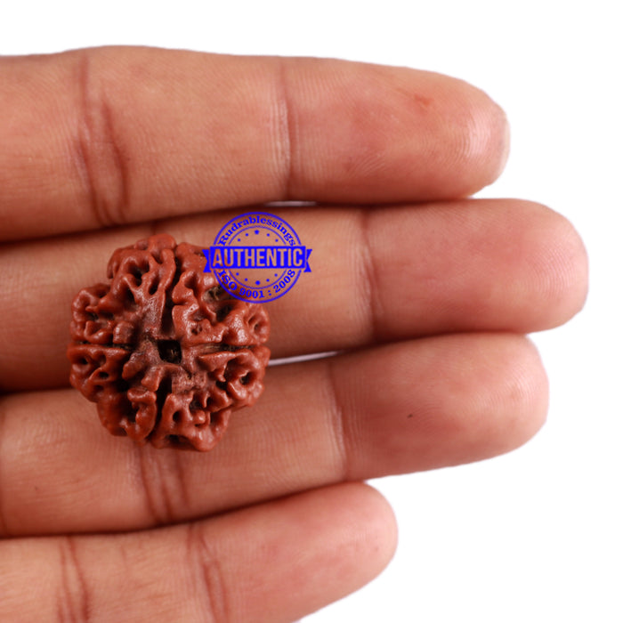 4 Mukhi Rudraksha from Nepal - Bead No. 33