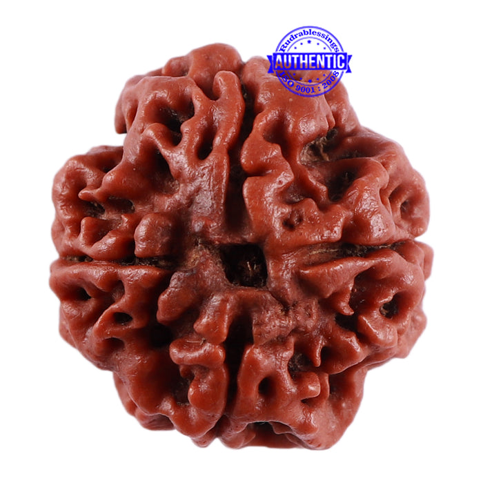 4 Mukhi Rudraksha from Nepal - Bead No. 33