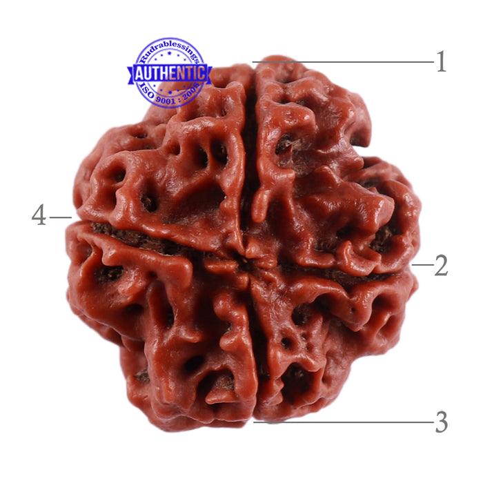 4 Mukhi Rudraksha from Nepal - Bead No. 33