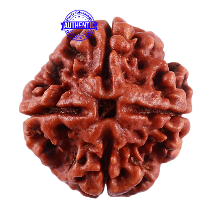 4 Mukhi Rudraksha from Nepal - Bead No. 34