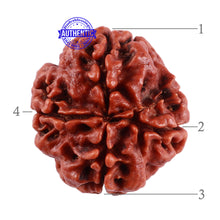 Load image into Gallery viewer, 4 Mukhi Rudraksha from Nepal - Bead No. 34

