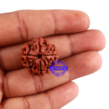 Load image into Gallery viewer, 4 Mukhi Rudraksha from Nepal - Bead No. 35
