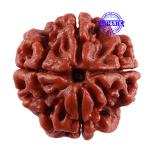 Load image into Gallery viewer, 4 Mukhi Rudraksha from Nepal - Bead No. 35
