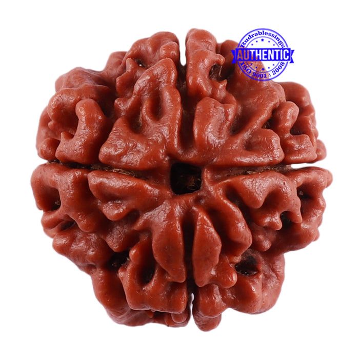 4 Mukhi Rudraksha from Nepal - Bead No. 35