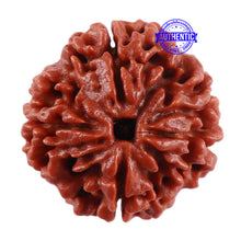 Load image into Gallery viewer, 4 Mukhi Rudraksha from Nepal - Bead No. 36
