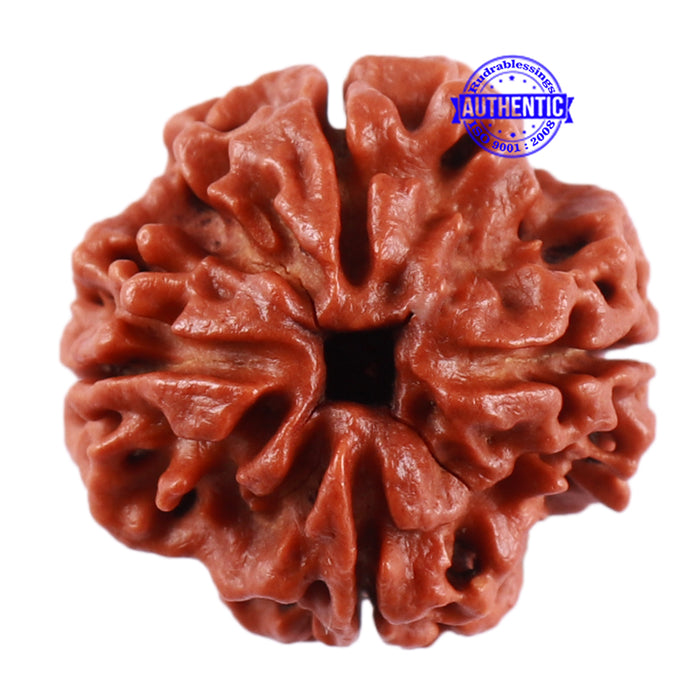 4 Mukhi Rudraksha from Nepal - Bead No. 37