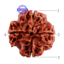 Load image into Gallery viewer, 4 Mukhi Rudraksha from Nepal - Bead No. 37
