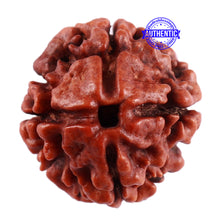 Load image into Gallery viewer, 4 Mukhi Rudraksha from Nepal - Bead No. 38
