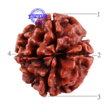 Load image into Gallery viewer, 4 Mukhi Rudraksha from Nepal - Bead No. 38
