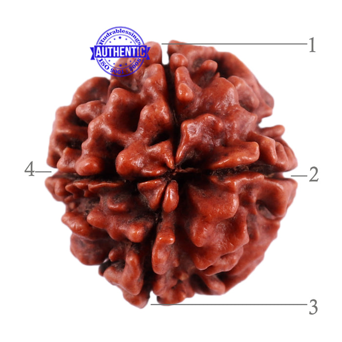 4 Mukhi Rudraksha from Nepal - Bead No. 38