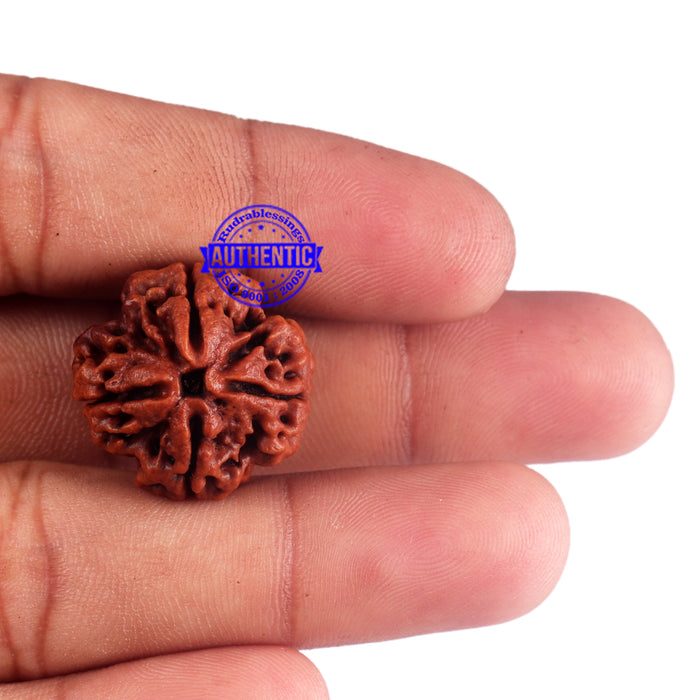 4 Mukhi Rudraksha from Nepal - Bead No. 42