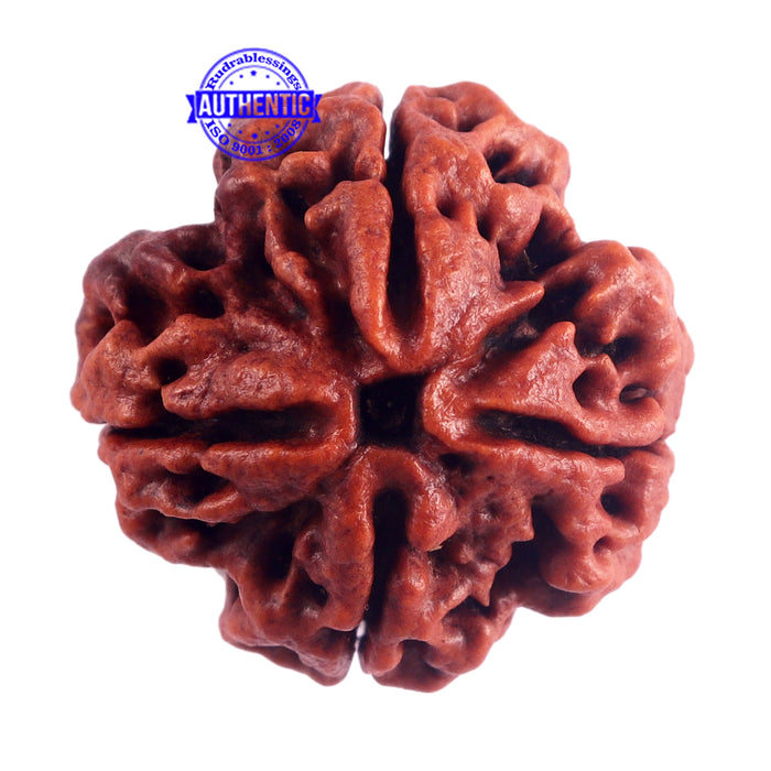 4 Mukhi Rudraksha from Nepal - Bead No. 42