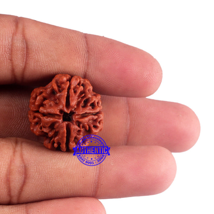 4 Mukhi Rudraksha from Nepal - Bead No. 43