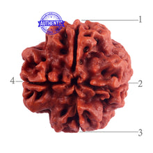 Load image into Gallery viewer, 4 Mukhi Rudraksha from Nepal - Bead No. 43
