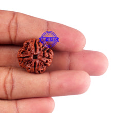 Load image into Gallery viewer, 4 Mukhi Rudraksha from Nepal - Bead No. 44
