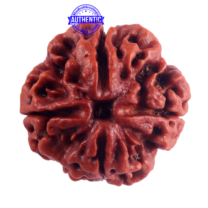 4 Mukhi Rudraksha from Nepal - Bead No. 44