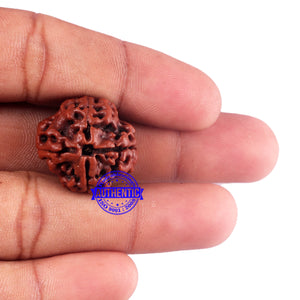 4 Mukhi Rudraksha from Nepal - Bead No. 47