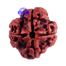 Load image into Gallery viewer, 4 Mukhi Rudraksha from Nepal - Bead No. 47
