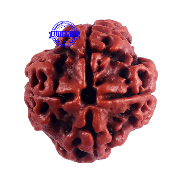 4 Mukhi Rudraksha from Nepal - Bead No. 47