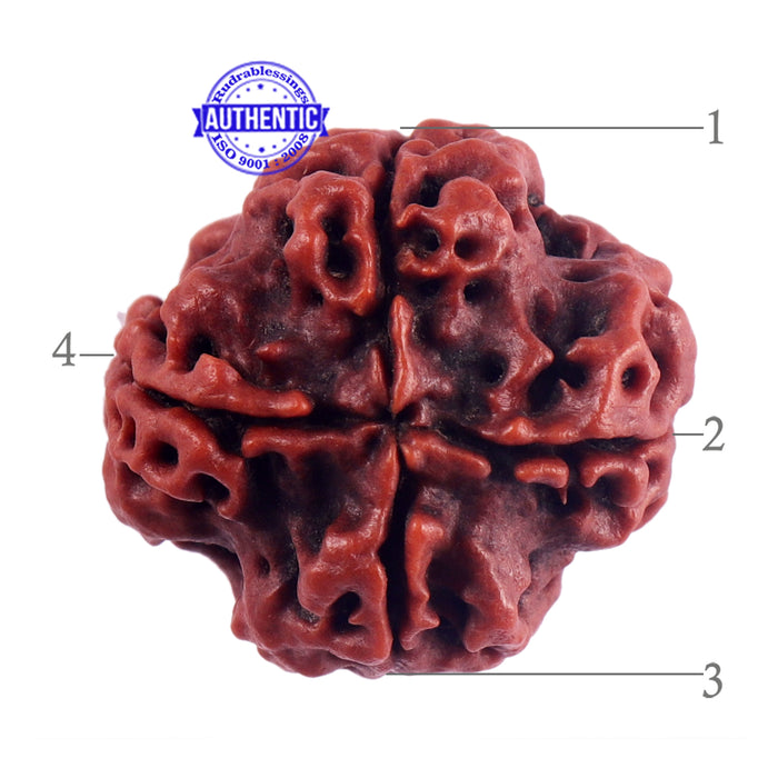4 Mukhi Rudraksha from Nepal - Bead No. 47